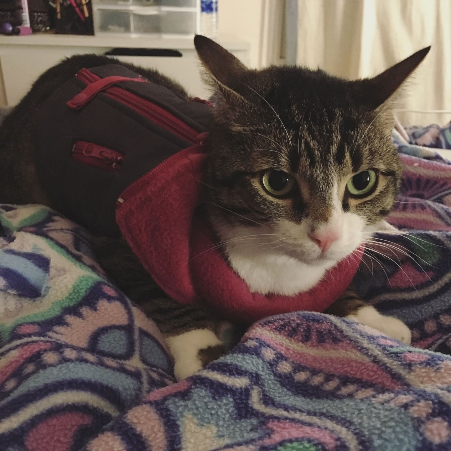 Addison